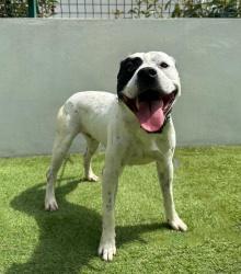 COPITO