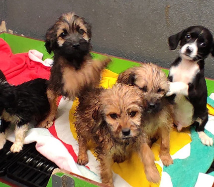 Cachorros rescatados en Valga